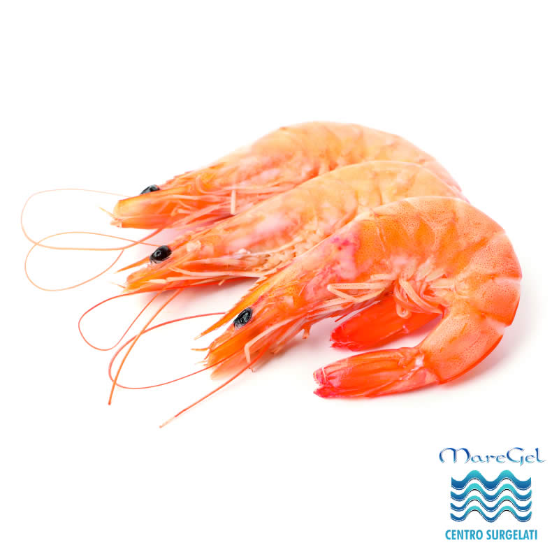 Gambero argentino